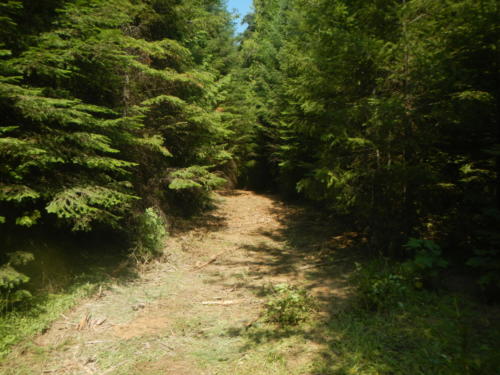 Cleared Trail